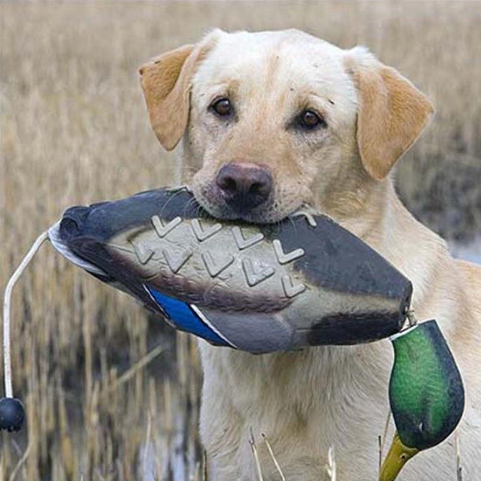 Yeşilbaş Ördek Maketi Simülasy - Decoy Duck Plastic incelemesi ve fiyatı